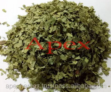 
TBC Cassia Alata LEAVES AND T CUT 