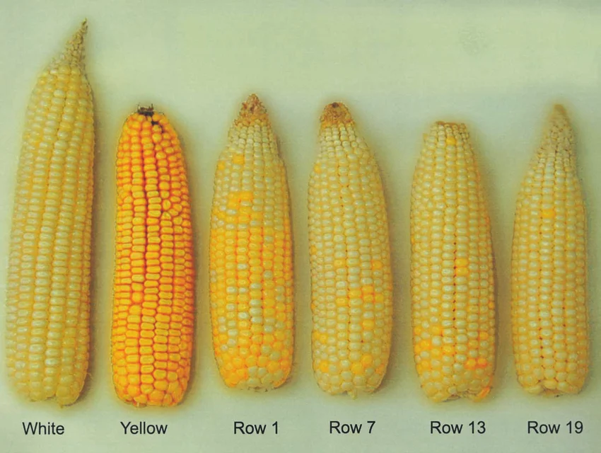 
Yellow Corn and White Corn/ Yellow Maize for Animal Feed or Human consumption FOR SALE 