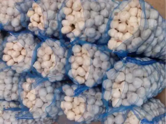 purple fresh garlic/alho/Ail/ajo