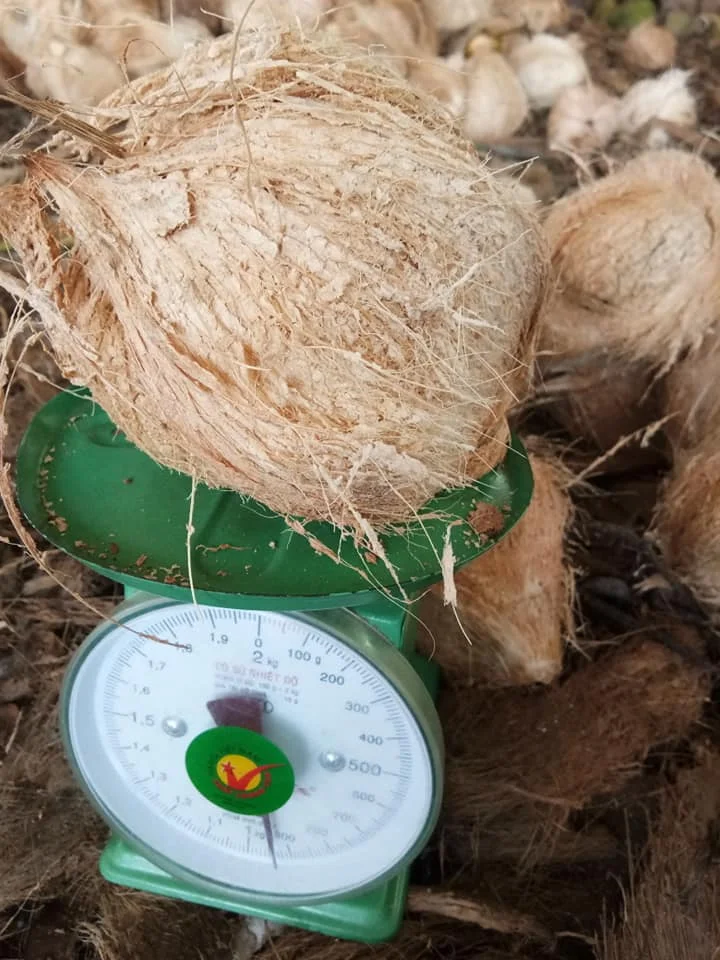 
Semi-Husked Coconut from Vietnam/Cheap fresh Mature Brown Coconut High quality 