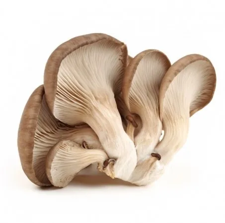
Oyster Mushroom for sale 