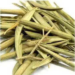 
Olive leaves Moroccan 