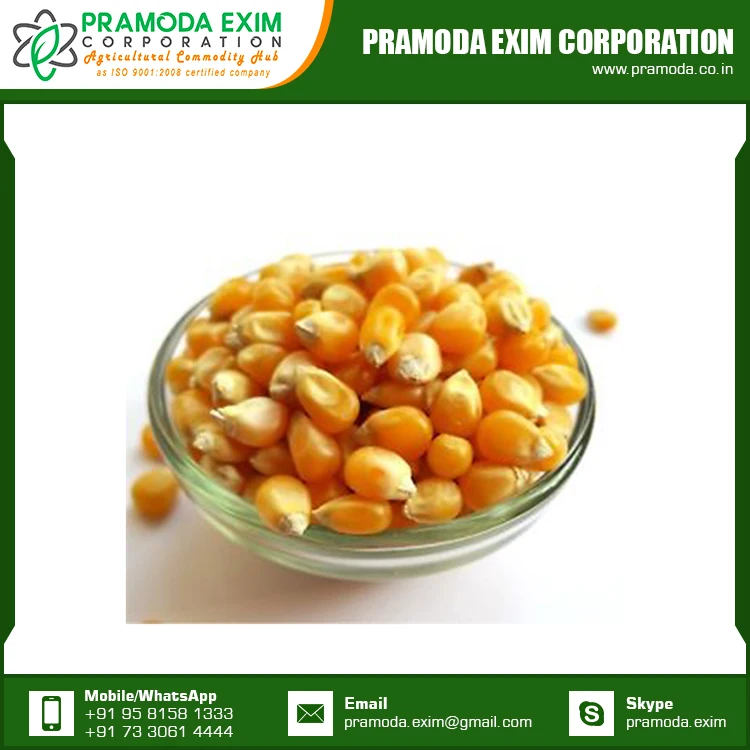 Best Price Dried Yellow Corn Maize Supplier