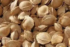 
Apricot Kernel Seeds Core 