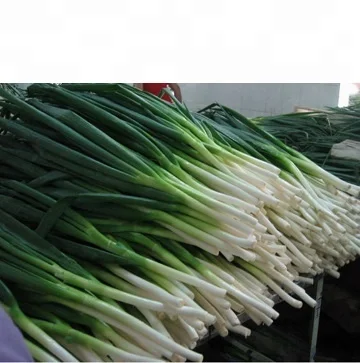 
Fresh Scallions Fresh Green Onion, Green onion , Welsh onion &nbsp;&nbsp;