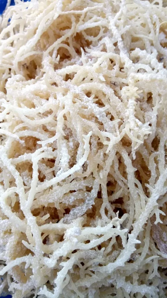 Cottonii for Carrageenan/ Eucheuma Cottonii/ Kappaphycus cottonii 2020/Whatsapp: +84 845 639 639