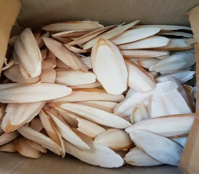 
EXPORTING STANDARD CUTTLEFISH BONE FOR BIRDS (Ms Phoebe) 