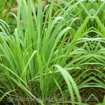 100 pure and natural Lemongrass Oil distiller at wholesale rate from India