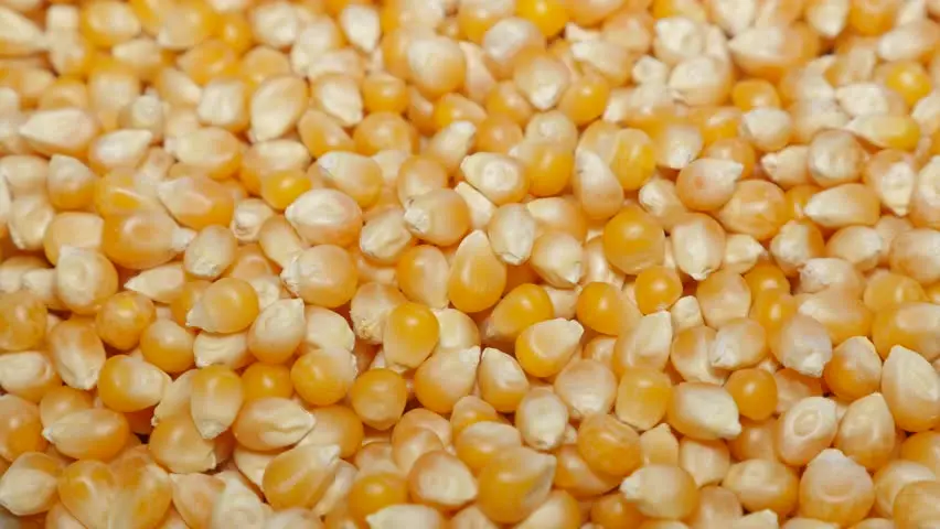 Corn seeds