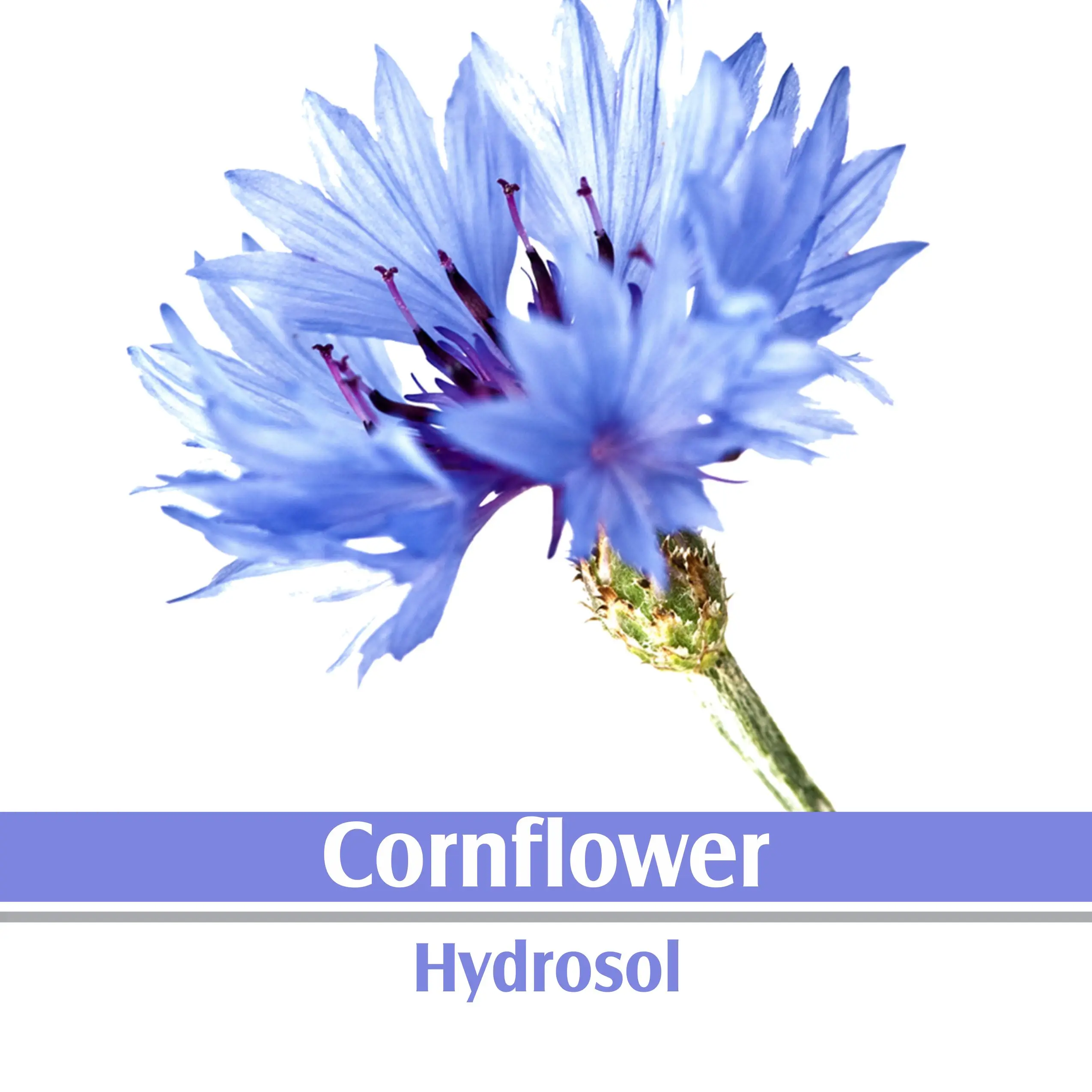 Cornflower Hydrosol 100 % Pure And Natural