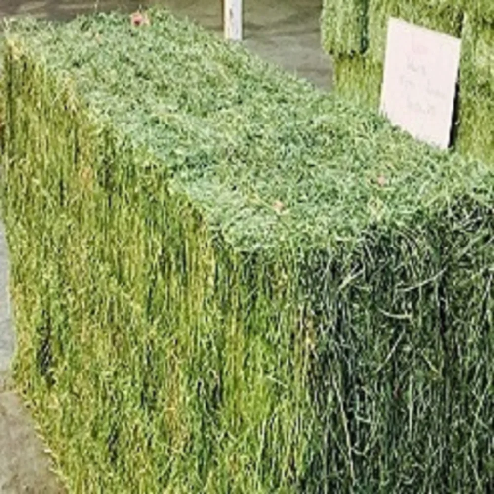 Premium Alfalfa Hay, Rhodes Grass, Oats Hay Ready / Oats Hay Animal Feed for Sale