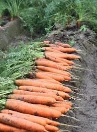Good quality and price for carot FROM VIETNAM/WHATSAPP 84845639639