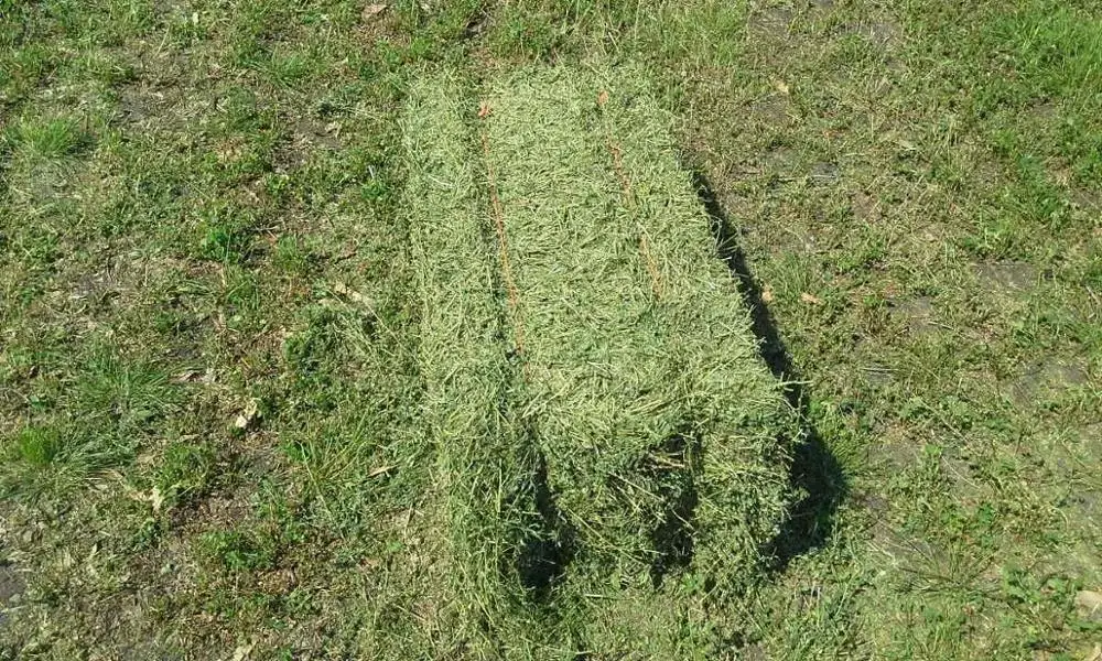 Premium Alfalfa Hay, Rhodes Grass, Oats Hay Ready / Oats Hay Animal Feed for Sale