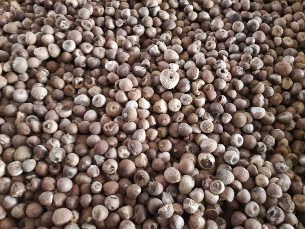 Dried Whole- Splits Betel Nut