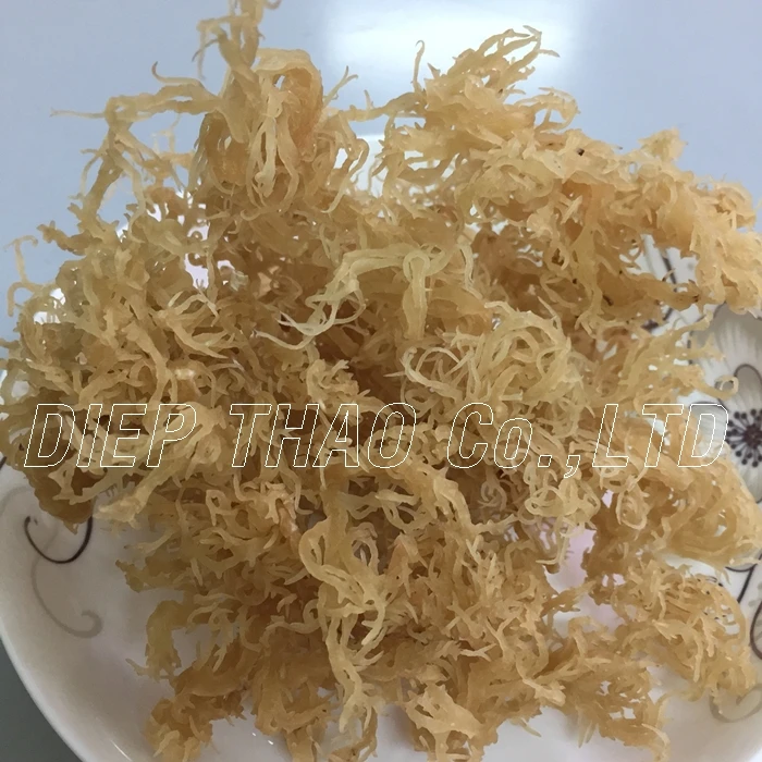 SEAMOSS/ IRISH MOS/EUCHEUMA COTTONII