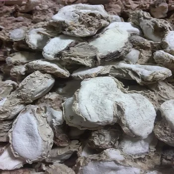 Fresh SAND GINGER top quality, contact +84984418844 w