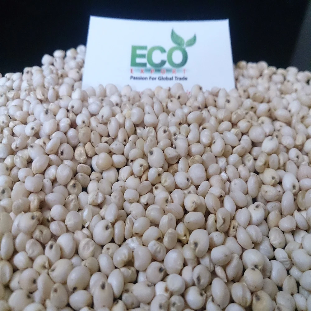  Всемирно продаваемые высококачественные семена молочного белого сорго по низкой рыночной цене