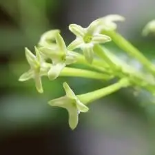 Raat Rani Attar 100% Pure And Organic Perfume Oil at Reasonable Price