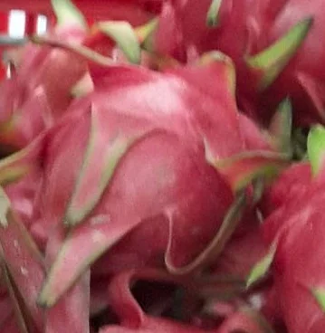 FRESH DRAGON FRUIT FROM VIETNAM  with the high quality 2020 - contact to +84 845 639 639