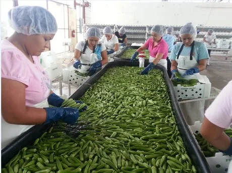 Viet Nam high quality okra/ cheap frozen okra ( MS.HOLIDAY whatsapp +84 845 639 639)