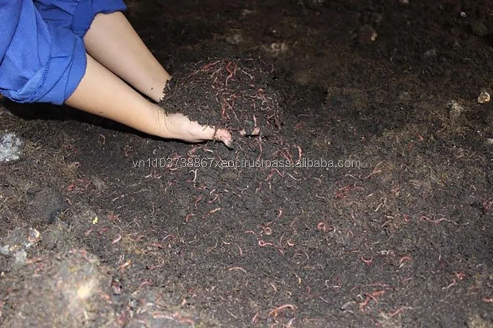WHOLESALE VERMICOMPOST FERTILIZER - Earthworms compost/ organic vermicompost from Vietnam