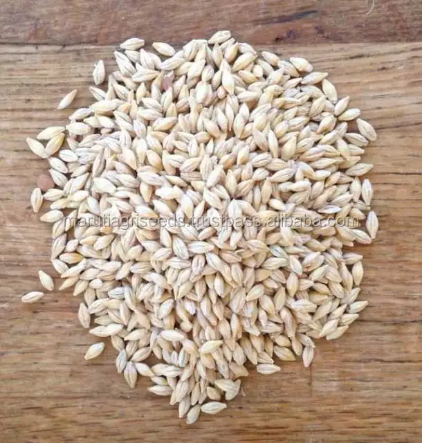 
Indian Exporter Of Barley Seeds For Kenya 