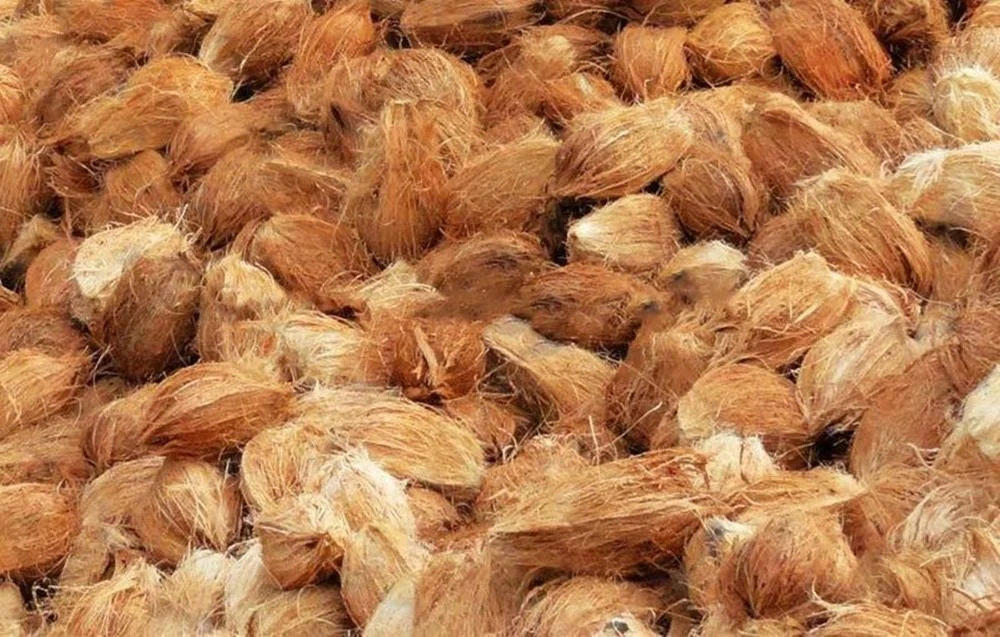 
fresh mature coconuts from Thailand 