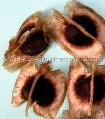 Семена Моринги в упаковке 1 кг