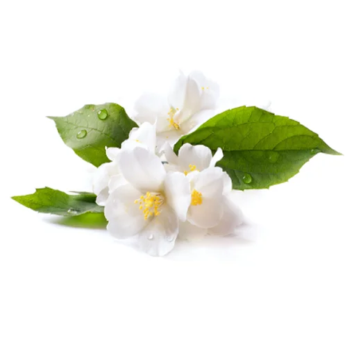 100% Organic Natural Jasmine Hydrosol Global Exporters to Hongkong / Singapore / Malaysia