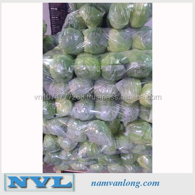 
HIGH QUALITY FRESH CELERY CABBAGE ( NAPA CABBAGE) WITH BEST PRICE 