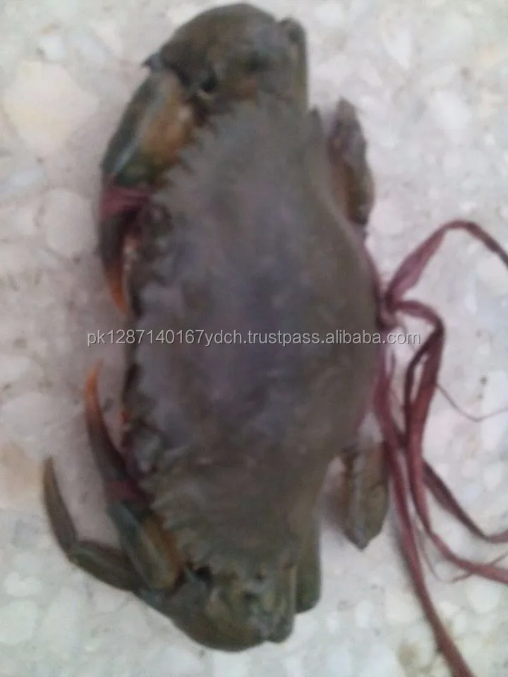 Fresh - Live Mud Crab