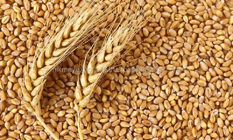 
GOLDEN WHEAT GRAINS ORIGIN INDIA FROM NIK-MAY EXPORTS 