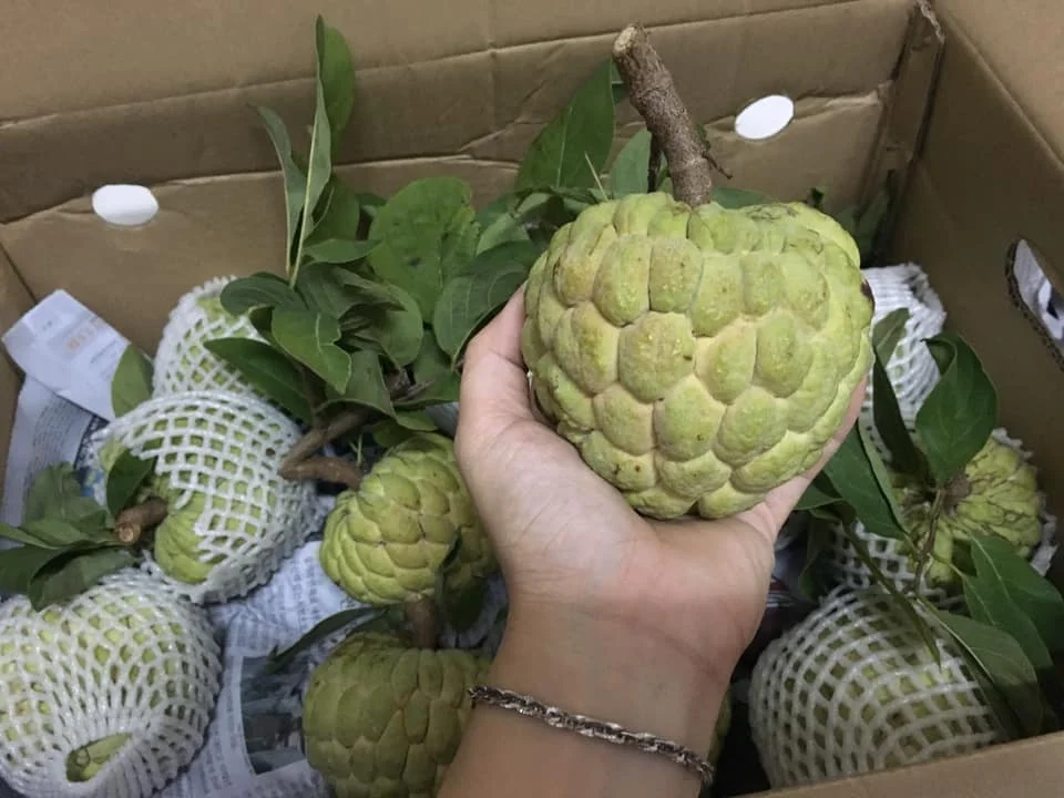 Свежие яблоки на заваре премиум-класса-тропические фрукты из Вьетнама // Mr Alexie (Whatsapp 84367585305)