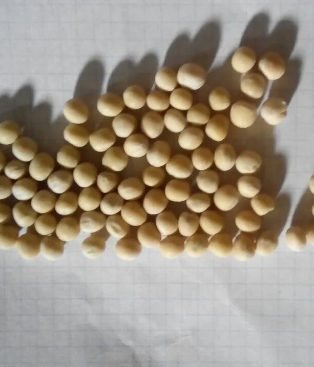 
High quality PIGEON PEAS 