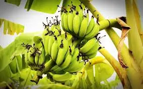 Banana Powder