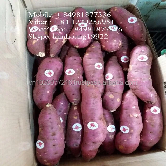 Vietnam sweet potato
