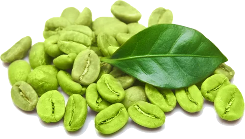 Top Grade green Coffee Bean Extract powder 50% Chlorogenic Acid on bulk price