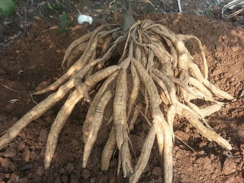 
ARROWROOT POWDER in 2020 