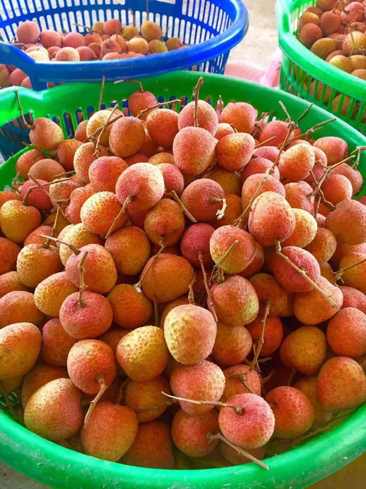 Fresh Litchi Season 2022, contact  +84963818434