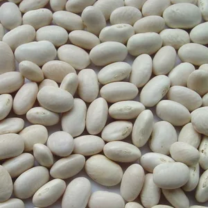 Pure White Kidney Bean Extract  kidney bean rajma  surkh red lobia Phaseolus vulgaris Phaseolus vulgaris L.
