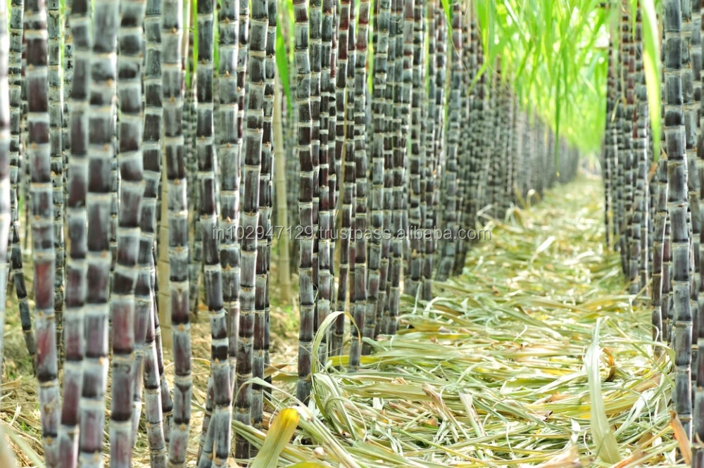 Magic gro Drip SOL - Organic Solution to enhance sugarcane Crop production under Environmental Stress