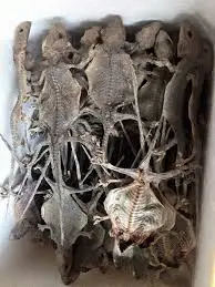 
DEHYDRATED FLYING GECKO - Vietnamese gecko/tokay gecko/ flying dried gecko 