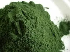  Зеленые водоросли Ulva lктука1