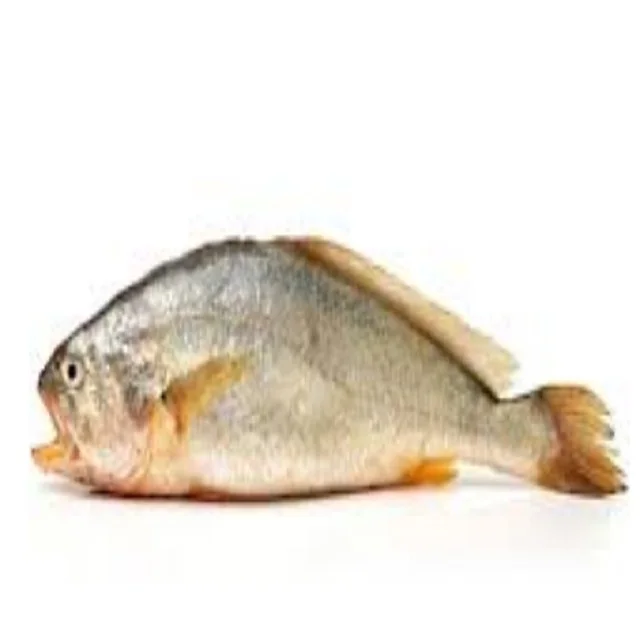 Very Good Tasty Korean Corvina Fish