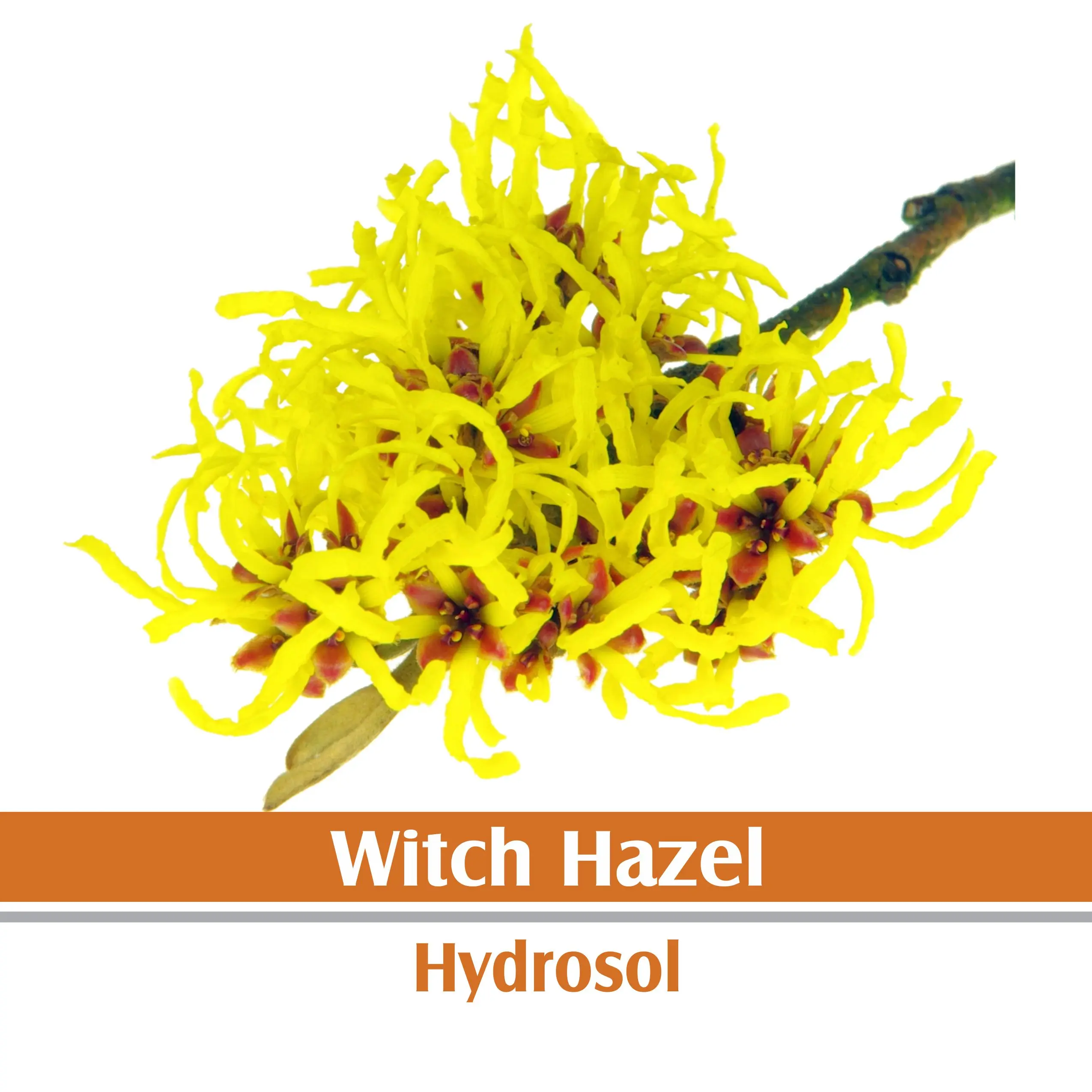 Witch Hazel Hydrosol 100% Pure and Natural