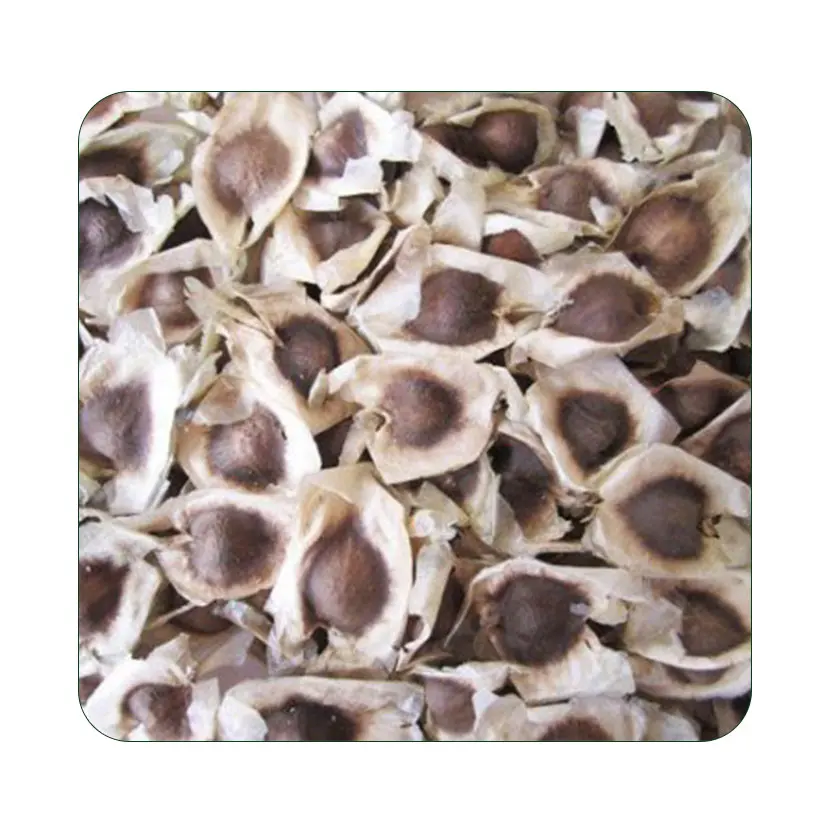 Organic Moringa Seed For Cultivation Wholesale Indian moringa Oleifera Seed best Price moringa seed pkm1