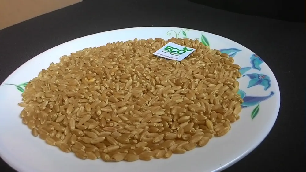sharbati wheat
