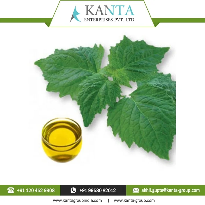 Private Label OEM / ODM Supply Organic and Natural Patchouli Essential Oil for Skin Care at Cheap Rates