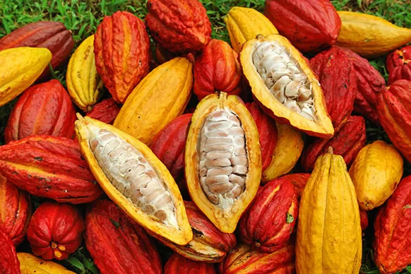 
Cacao Powder/ Cocoa / Cocoa Fruit/ Whatsapp +84-845-639-639 