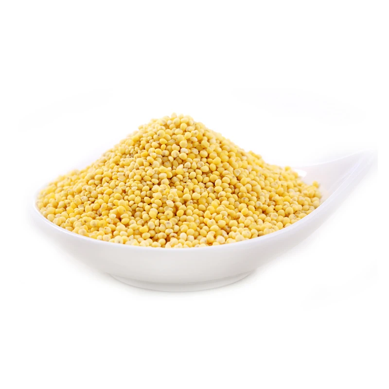 
Hight Quality Chinese Dried Glutinous Yellow Millet 